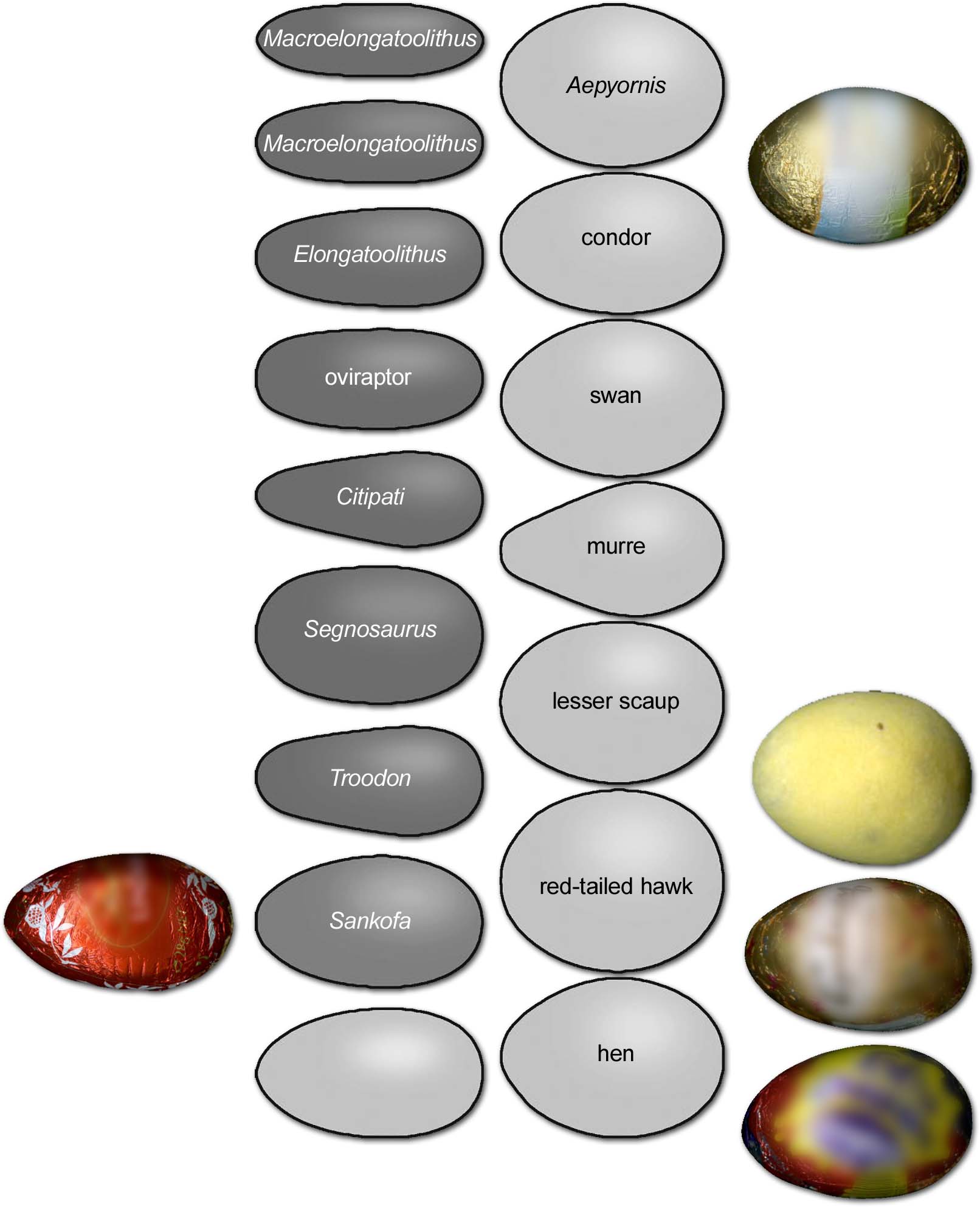 Did Your Easter Egg Come From A Bunny Or A Dinosaur Science 2 0